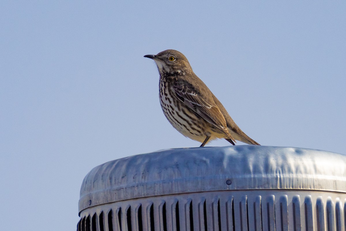 Sage Thrasher - ML630155660