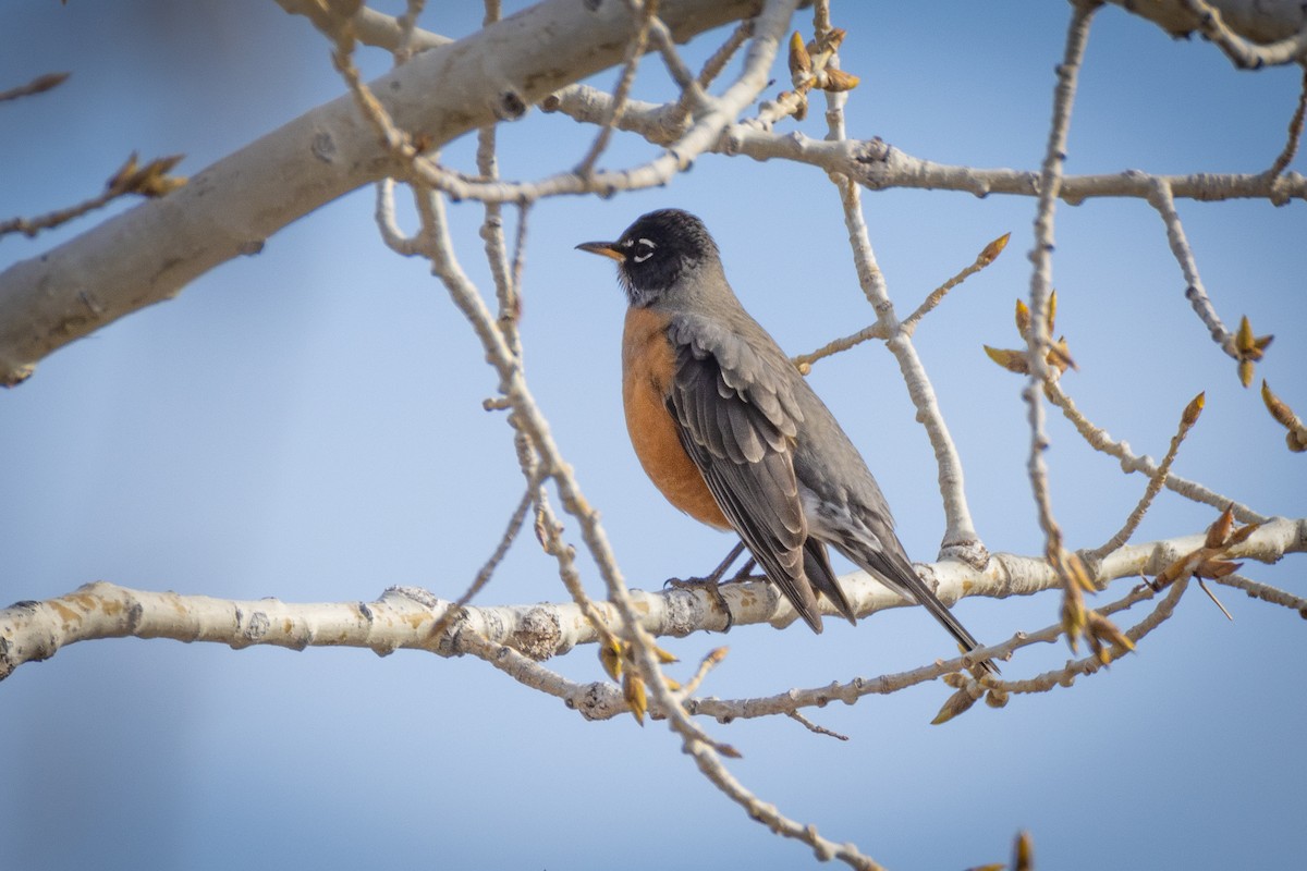 American Robin - ML630155662
