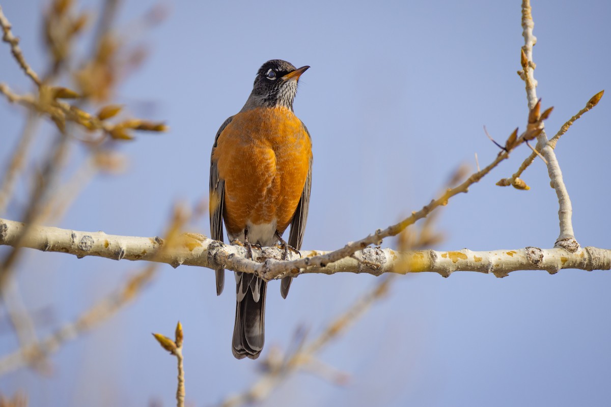 American Robin - ML630155663