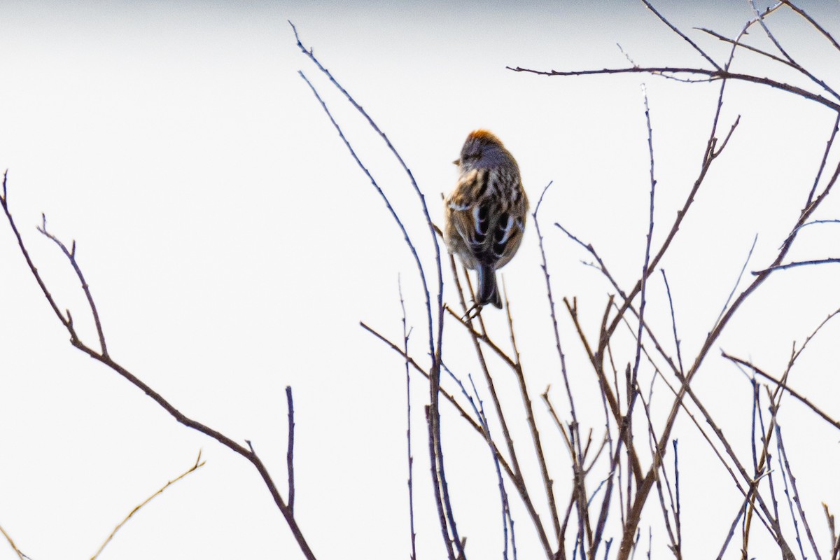 American Tree Sparrow - ML630155665