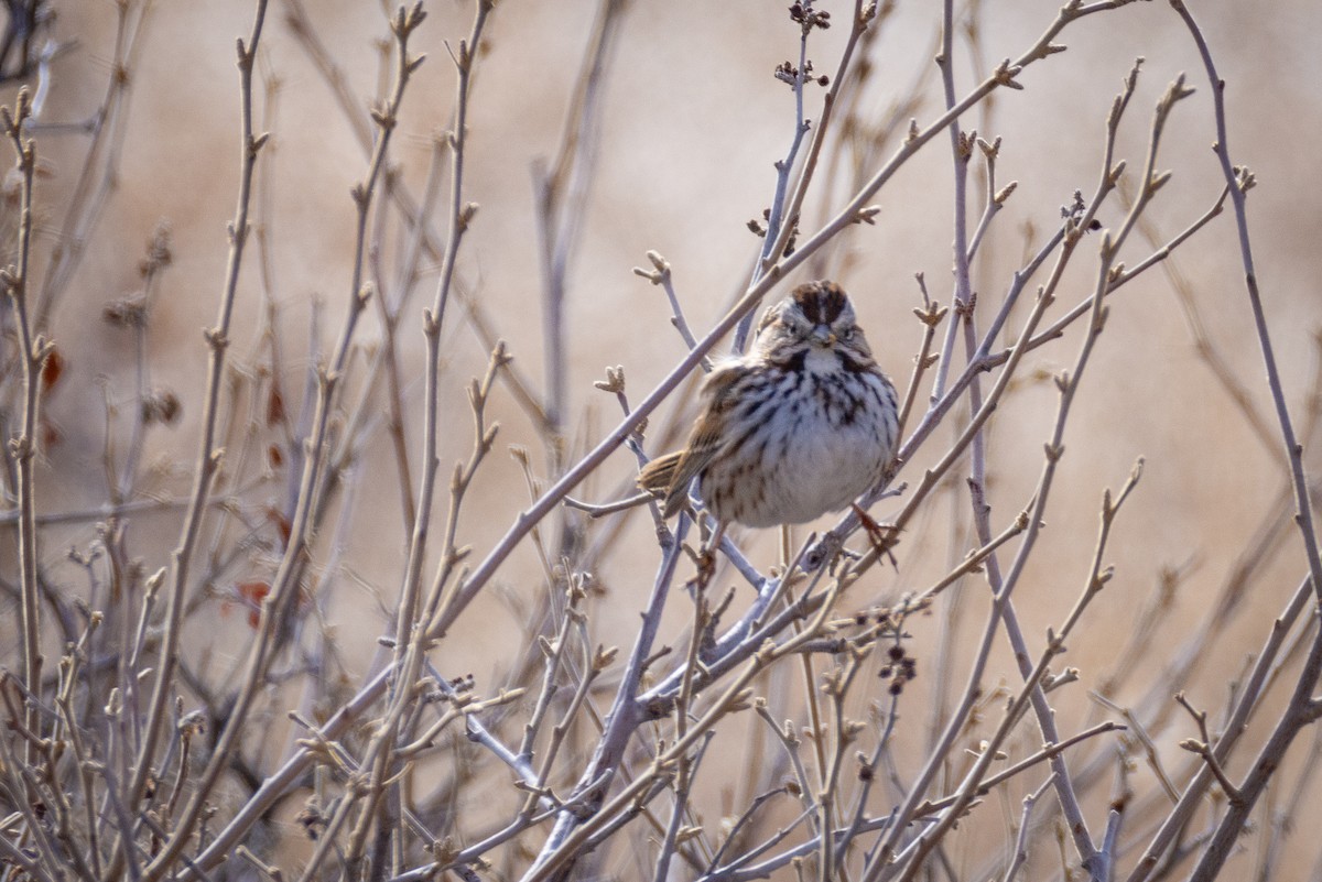Song Sparrow - ML630155666