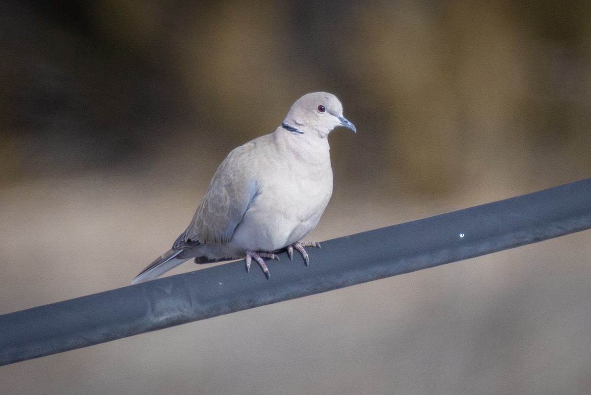 Eurasian Collared-Dove - ML630155814
