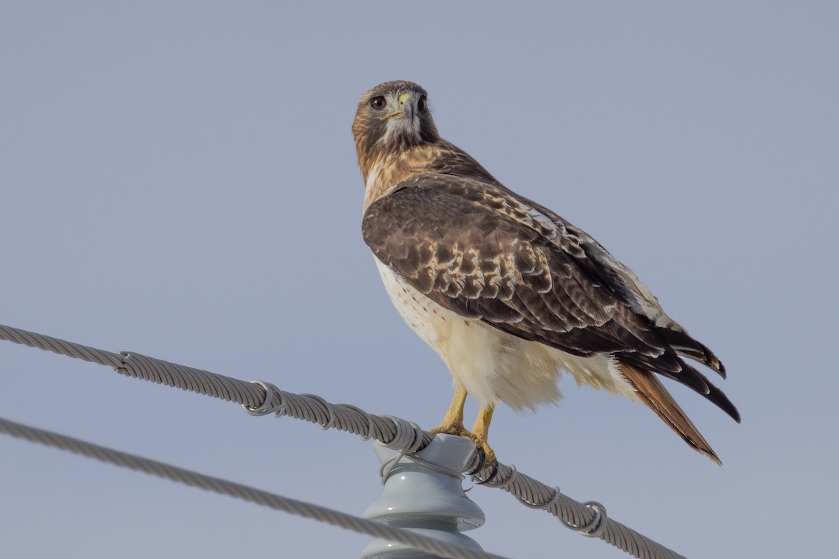 Red-tailed Hawk - ML630155815