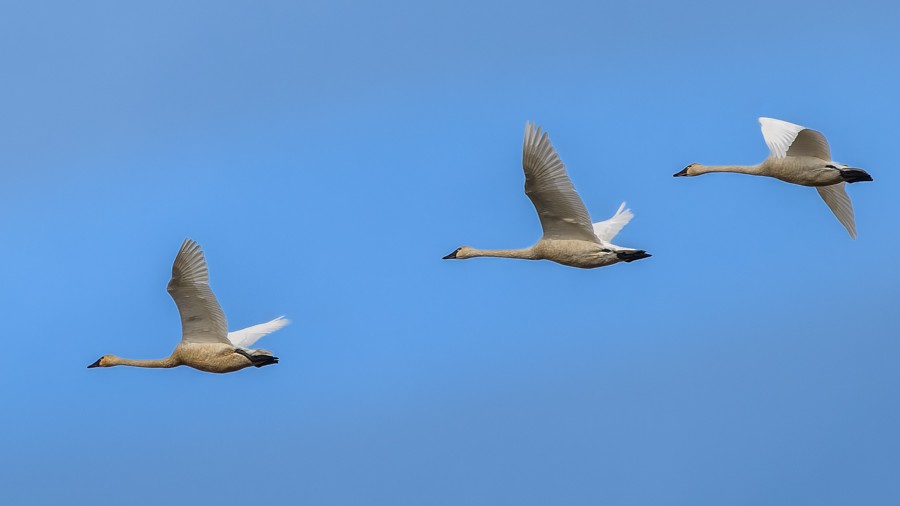 Trumpeter/Tundra Swan - ML630156028