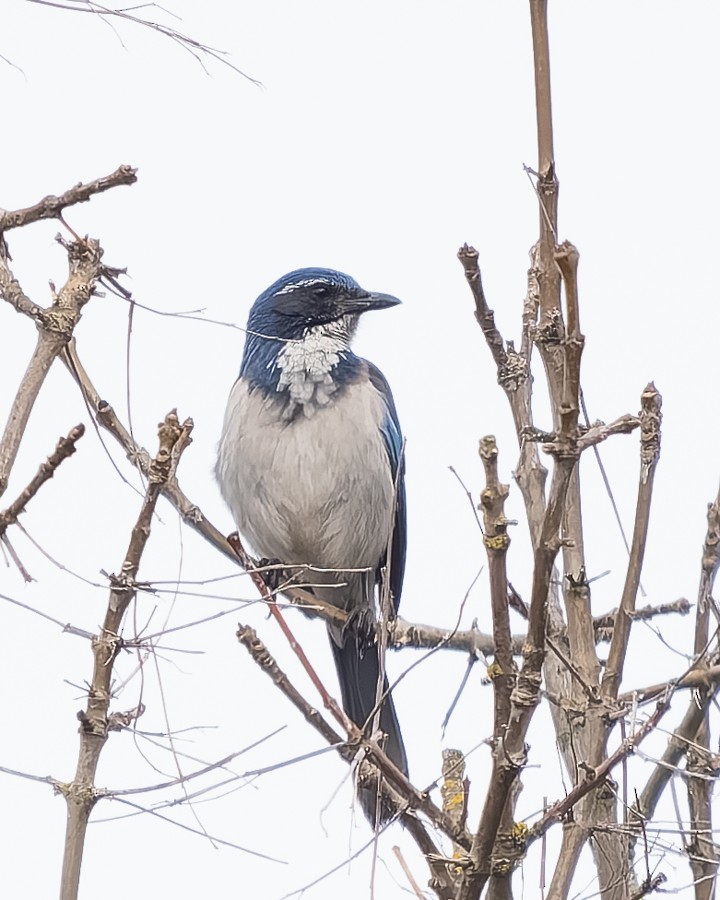 California Scrub-Jay - ML630156044