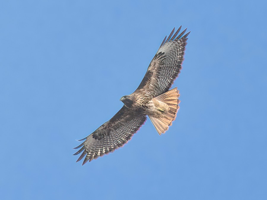Red-tailed Hawk - ML630156054