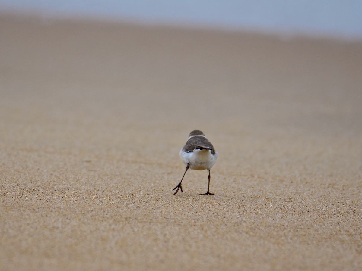 Kentish Plover (Kentish) - ML630156179