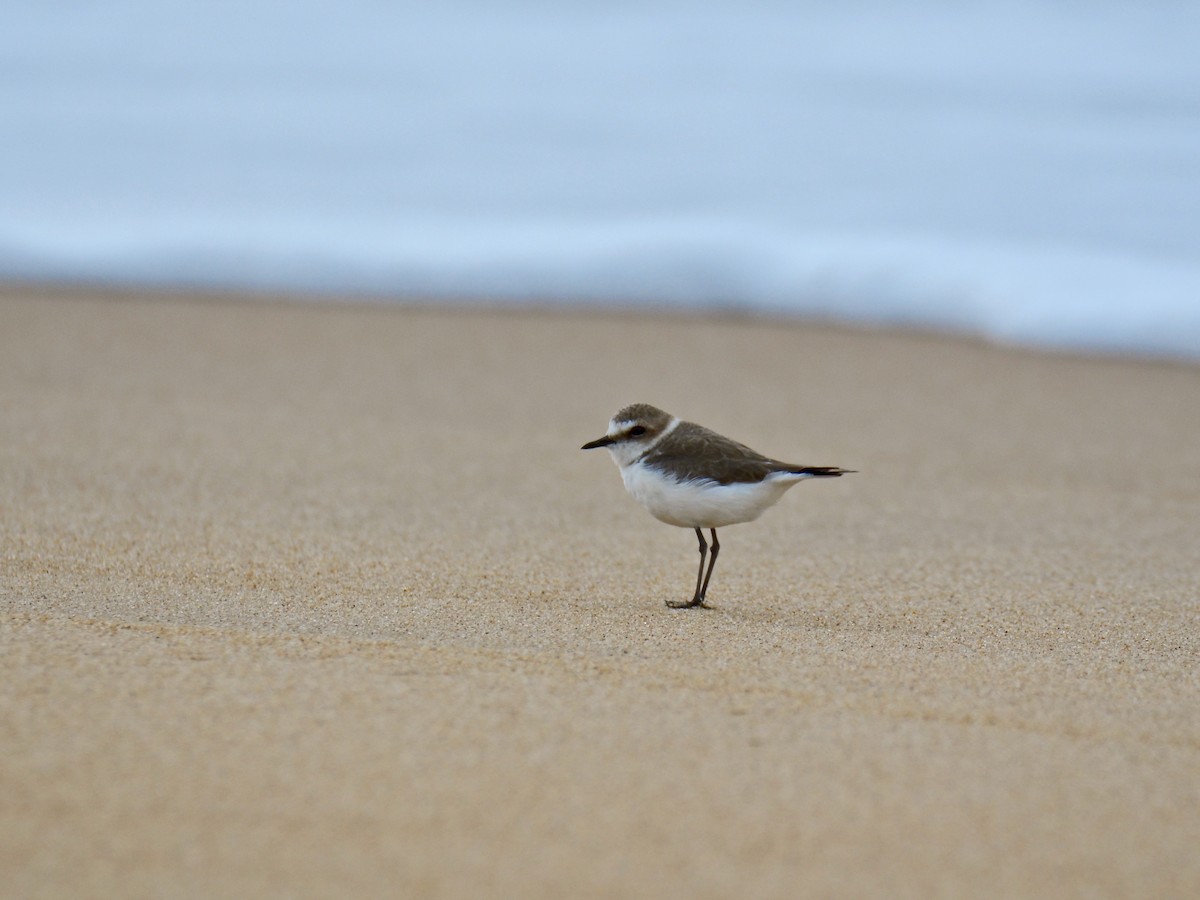 Kentish Plover (Kentish) - ML630156180