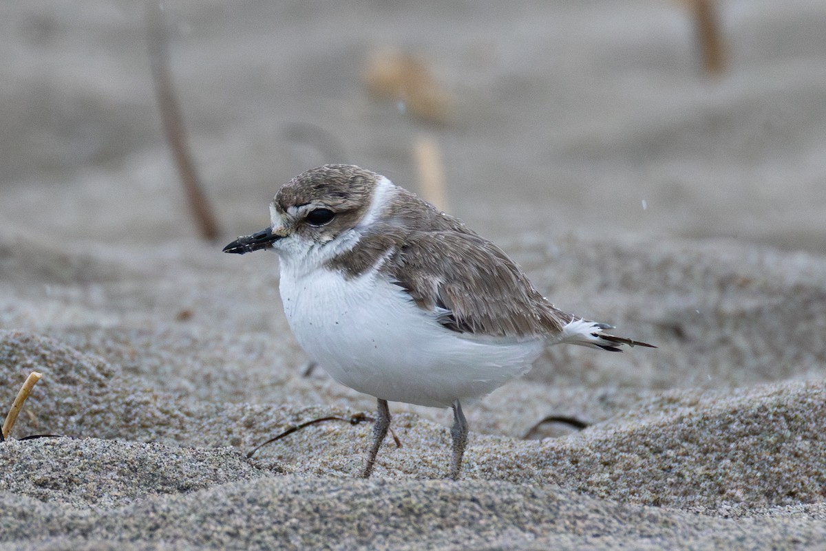 Snowy Plover - ML630156445