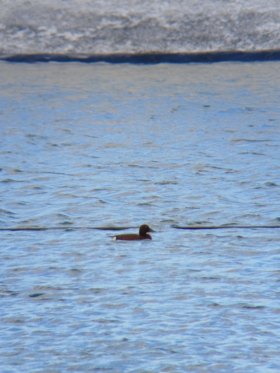 Ferruginous Duck - ML630156655