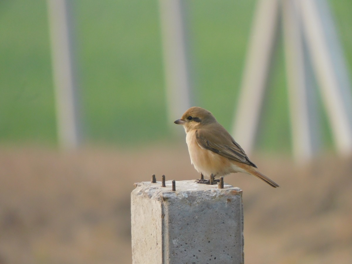 Isabelline Shrike - ML630156656