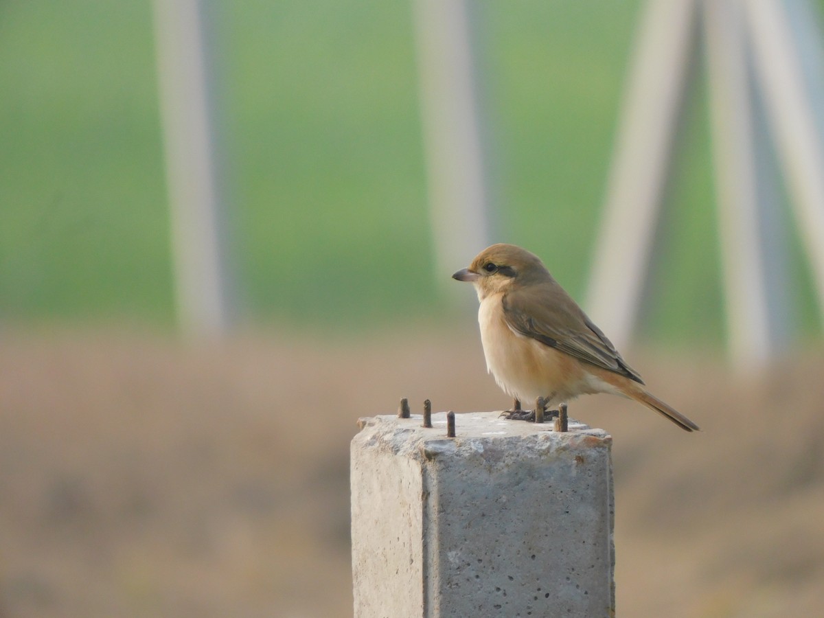 Isabelline Shrike - ML630156657