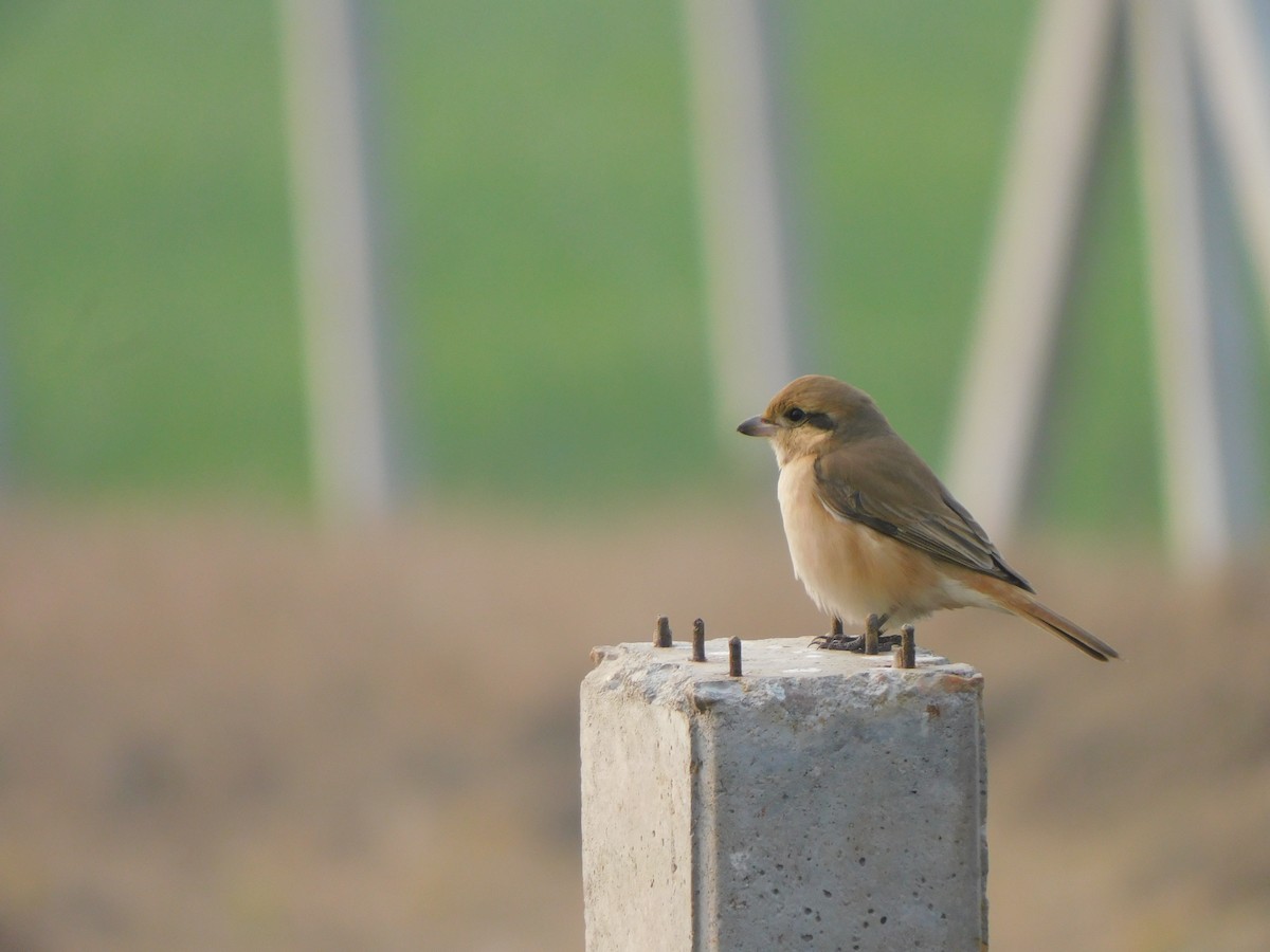 Isabelline Shrike - ML630156658