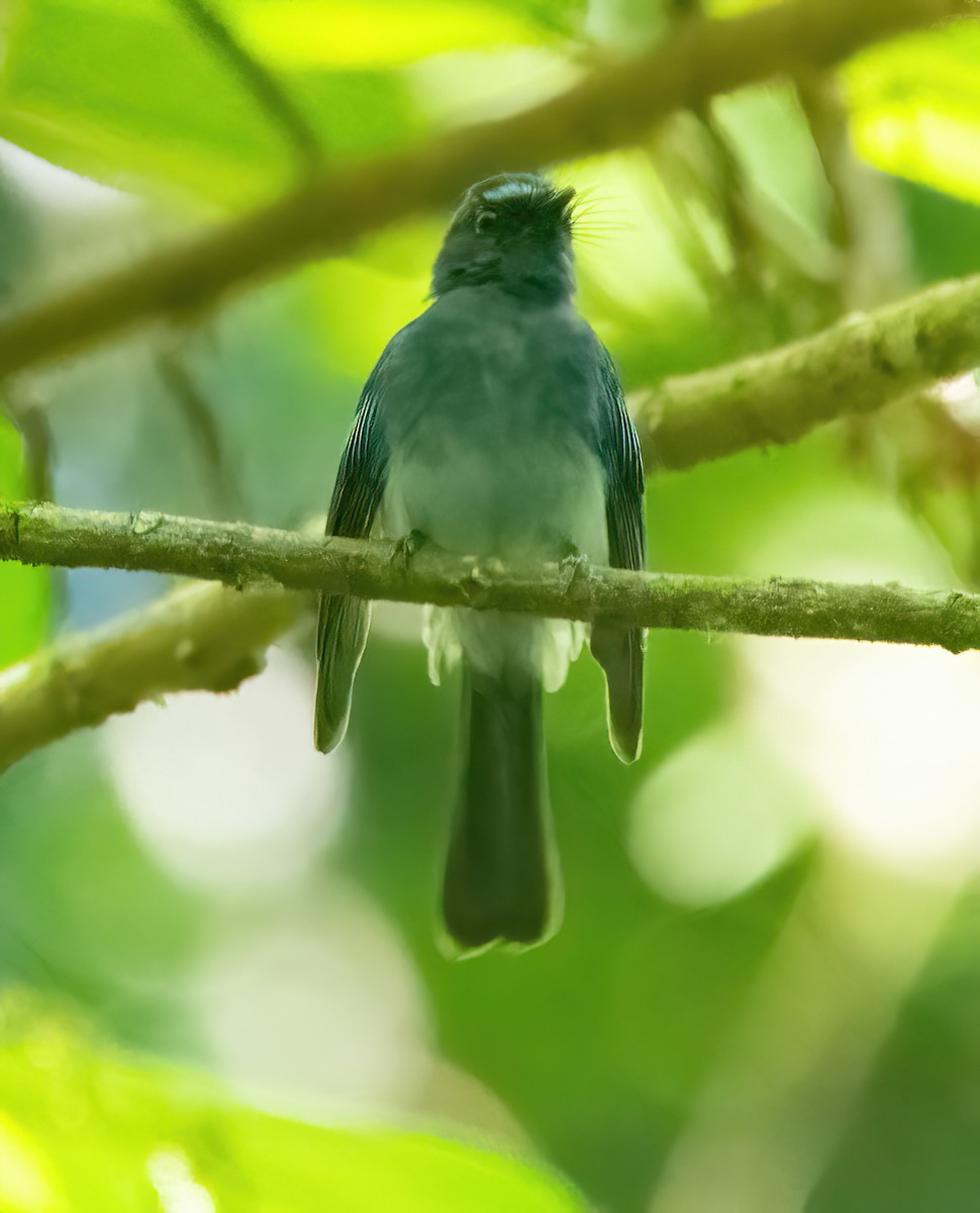 Mindanao Blue-Fantail - ML630156990