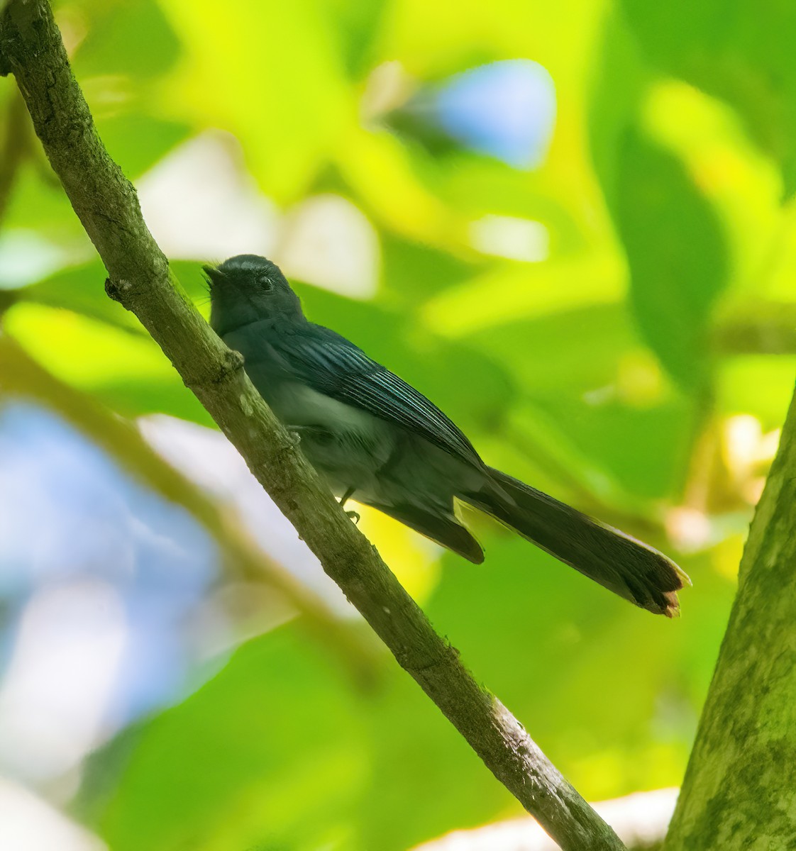 Mindanao Blue-Fantail - ML630156991