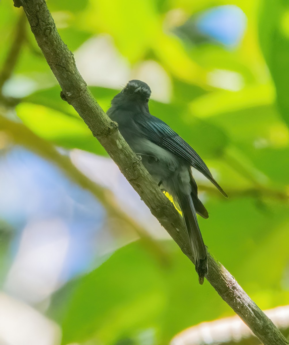 Mindanao Blue-Fantail - ML630156992