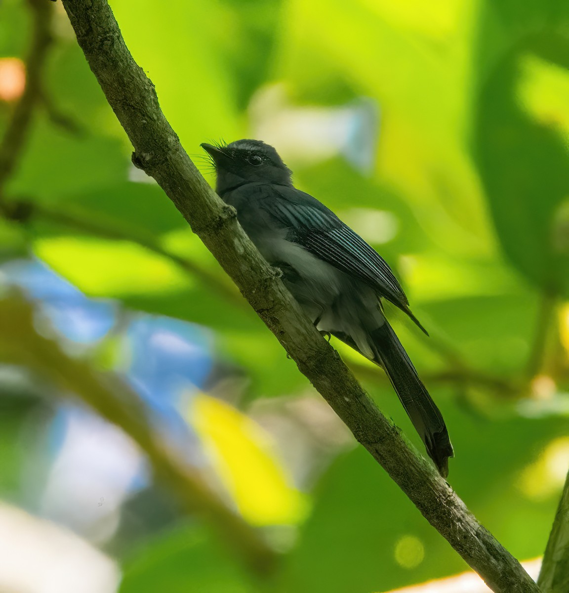Mindanao Blue-Fantail - ML630156993
