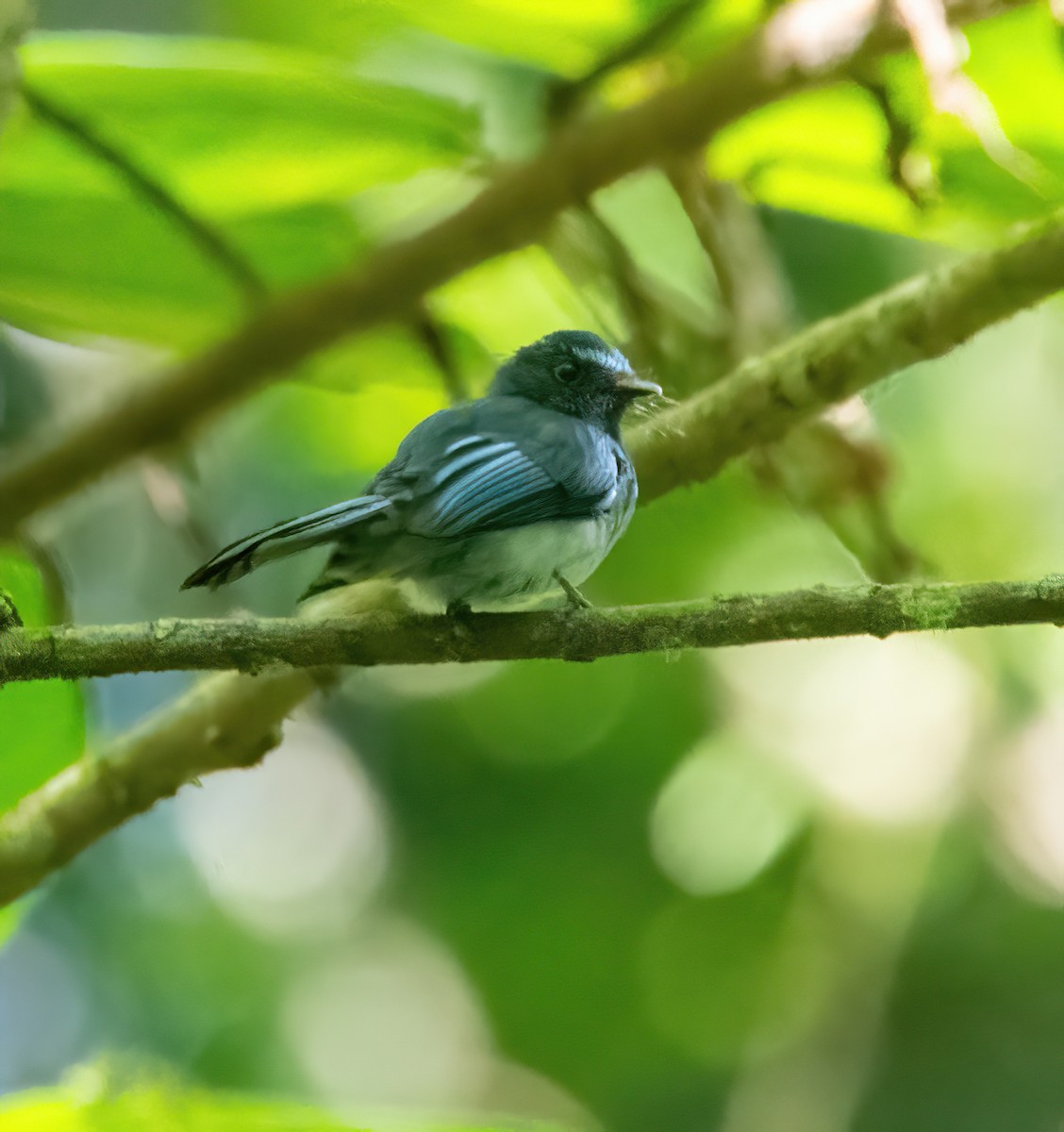 Mindanao Blue-Fantail - ML630156994