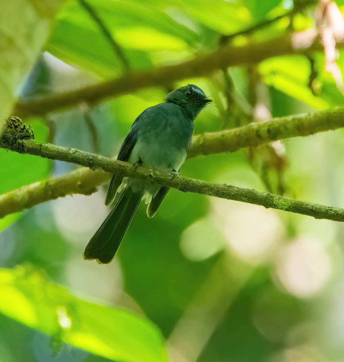 Mindanao Blue-Fantail - ML630156995