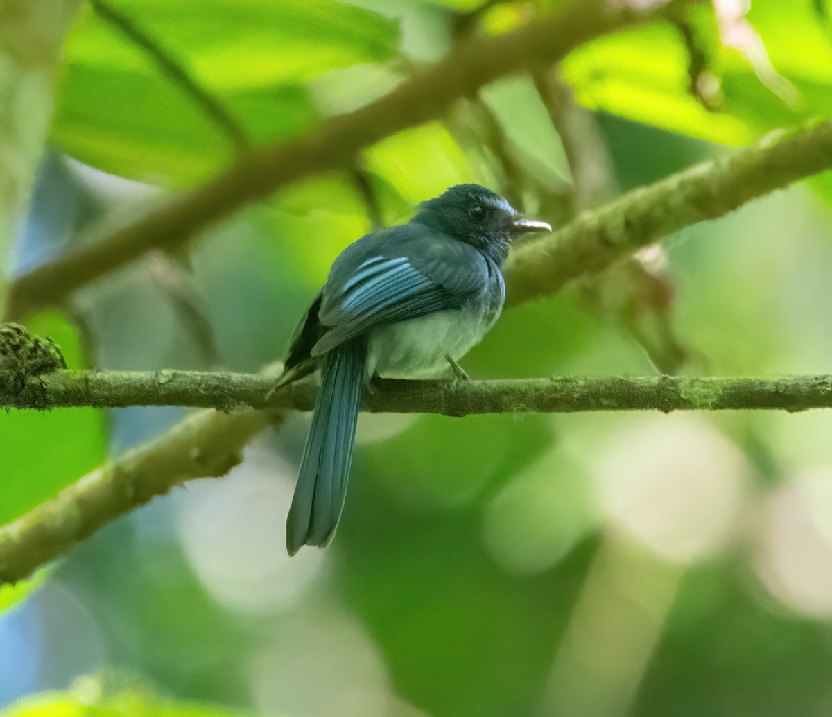 Mindanao Blue-Fantail - ML630156996