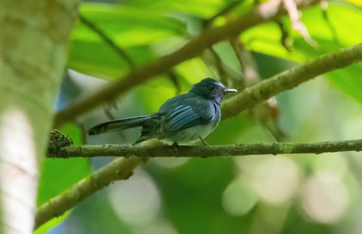 Mindanao Blue-Fantail - ML630156997