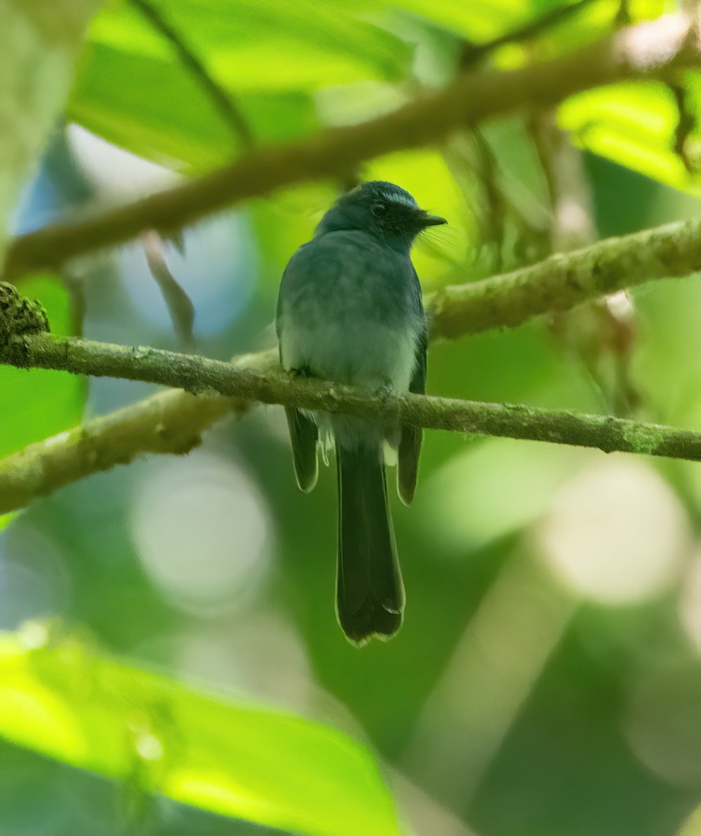 Mindanao Blue-Fantail - ML630156998