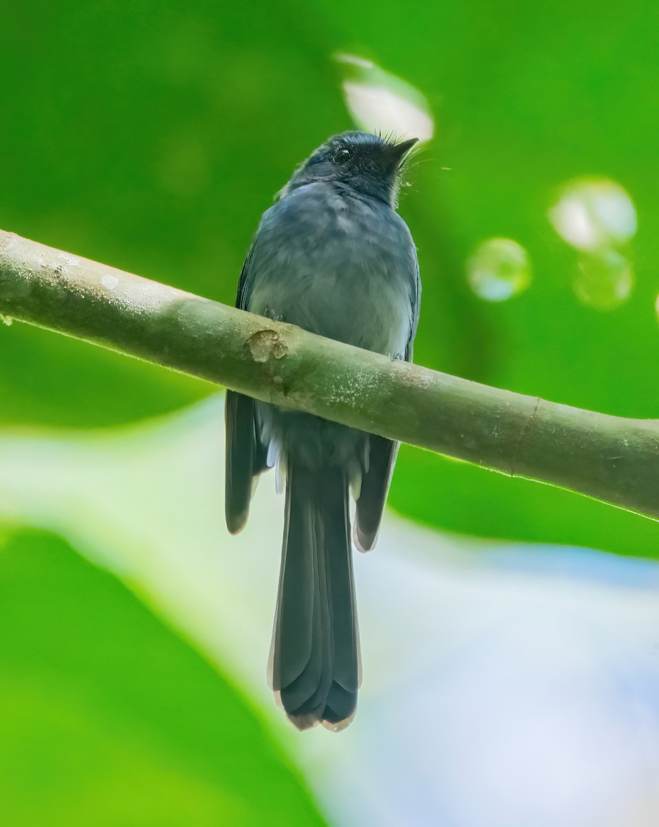 Mindanao Blue-Fantail - ML630156999