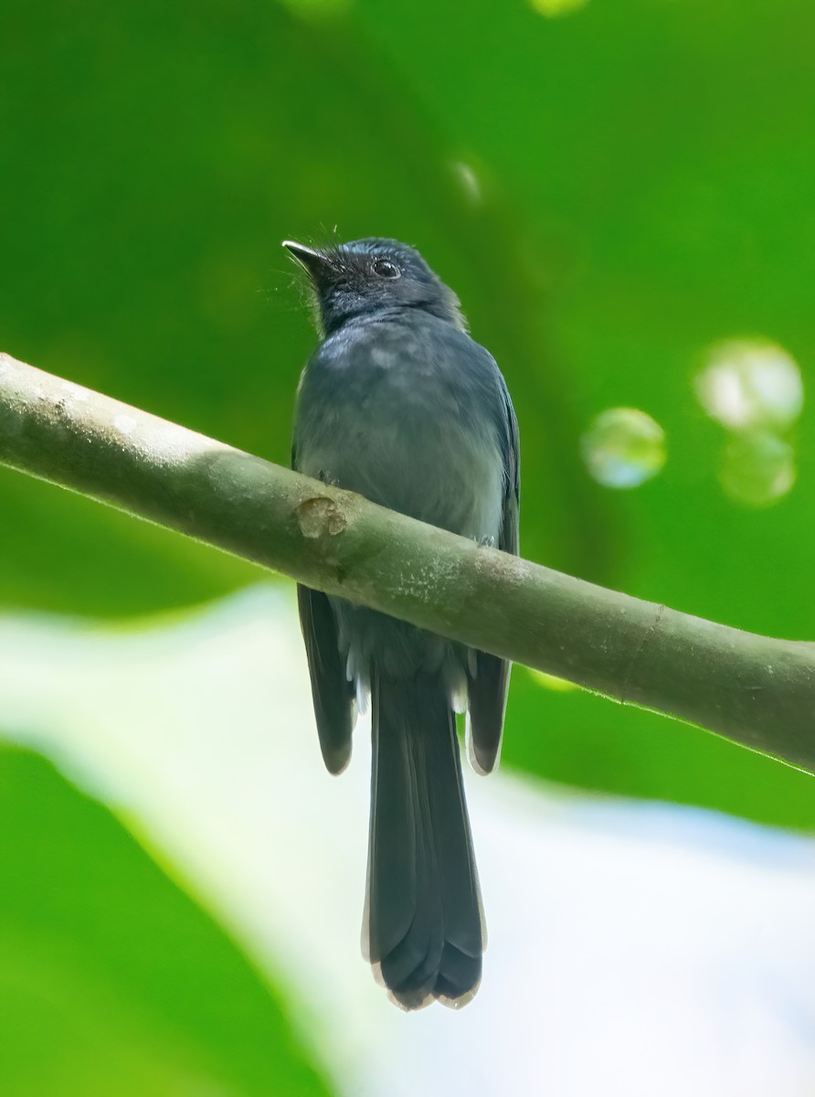 Mindanao Blue-Fantail - ML630157000