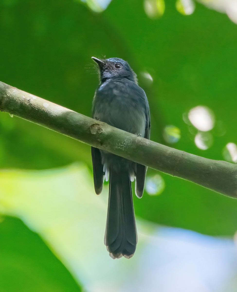 Mindanao Blue-Fantail - ML630157001