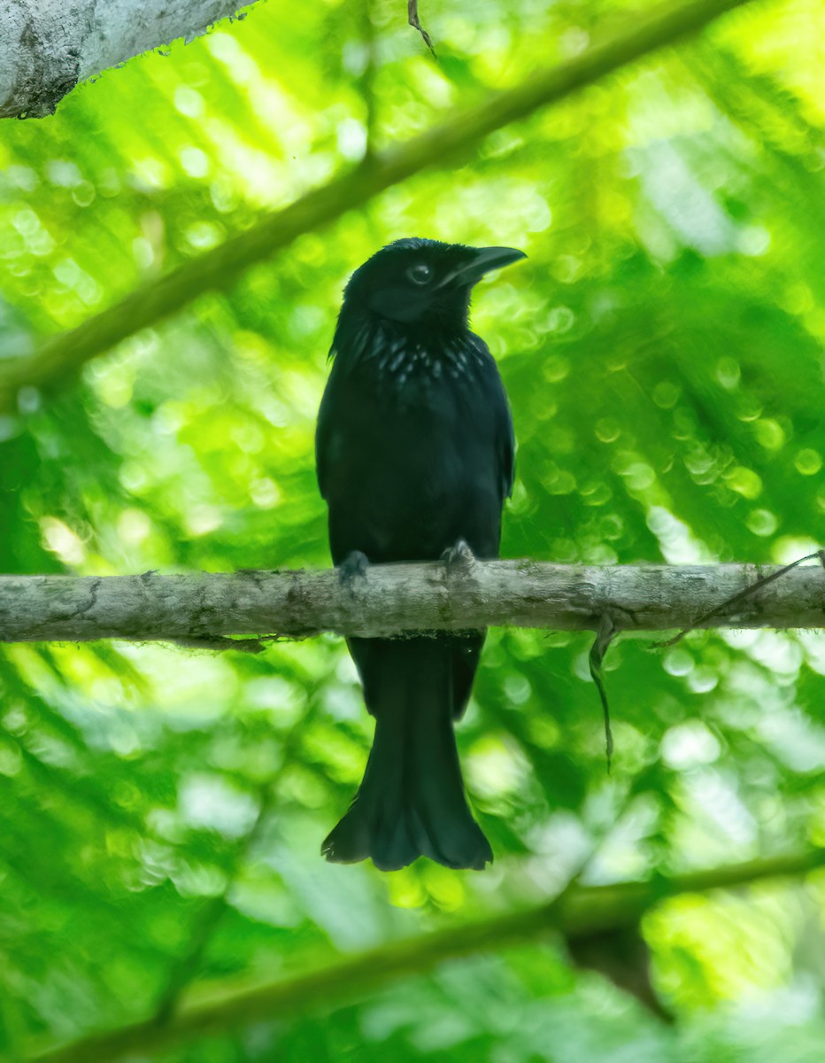 Short-tailed Drongo - ML630157012