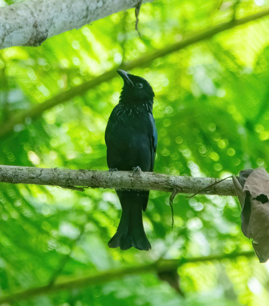 Short-tailed Drongo - ML630157013