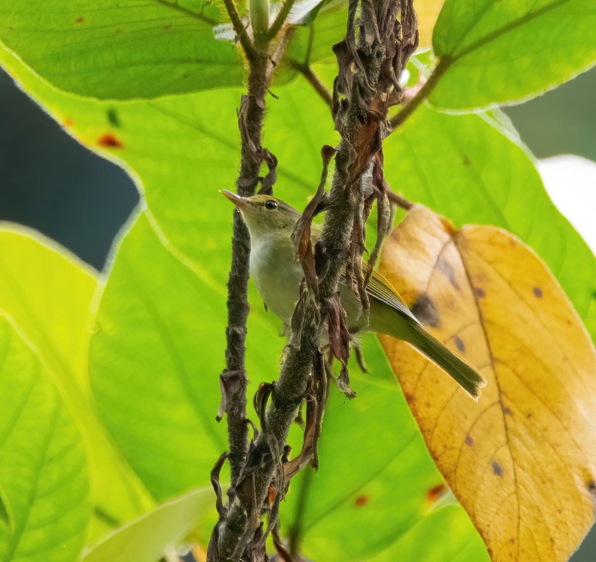 Philippine Leaf Warbler - ML630157071