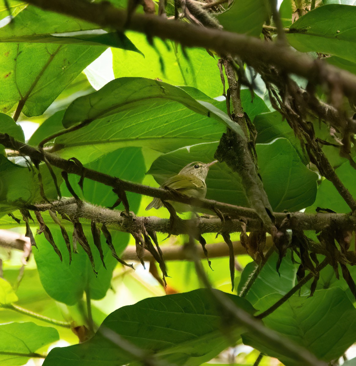 Philippine Leaf Warbler - ML630157072