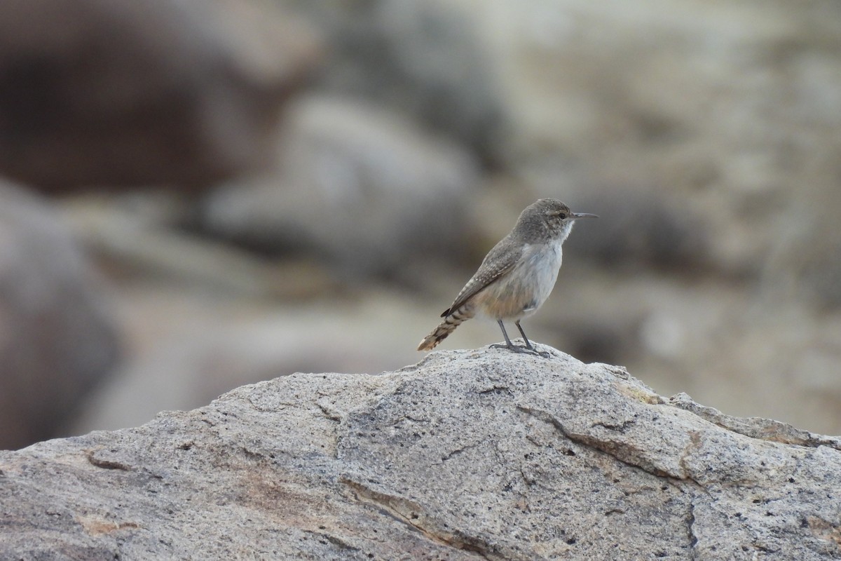 Rock Wren - ML630157152