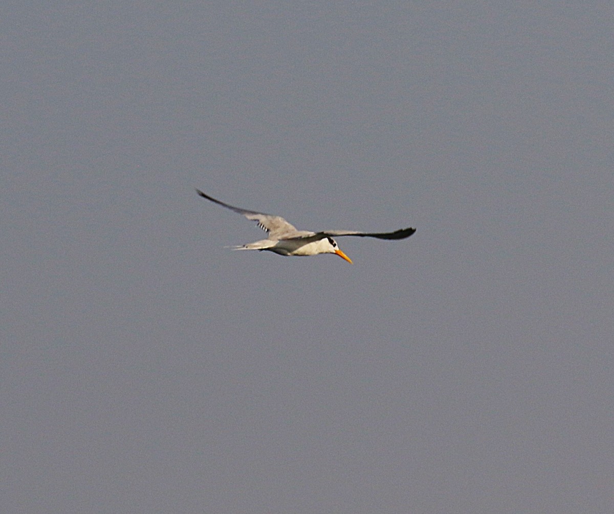 Lesser Crested Tern - ML630157180