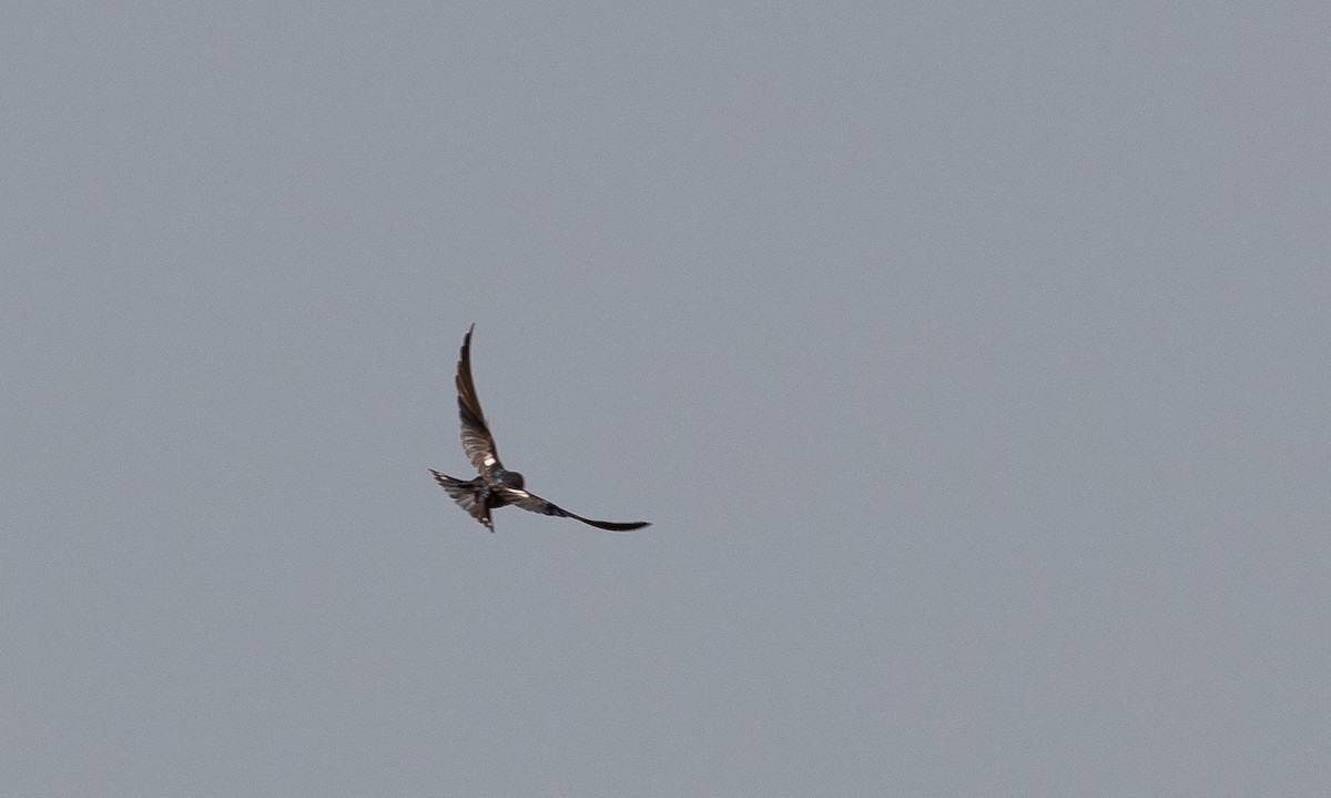 Pied-winged Swallow - ML630157275