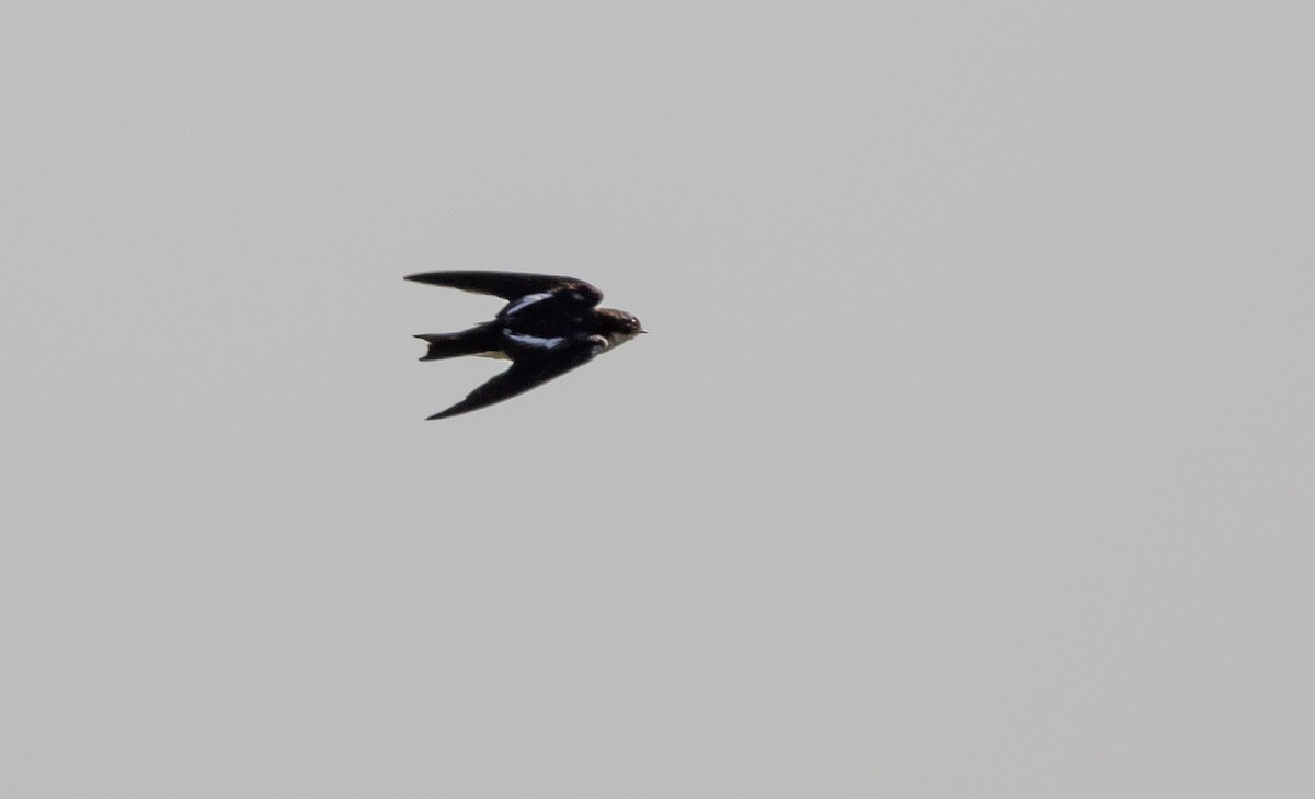 Pied-winged Swallow - ML630157276