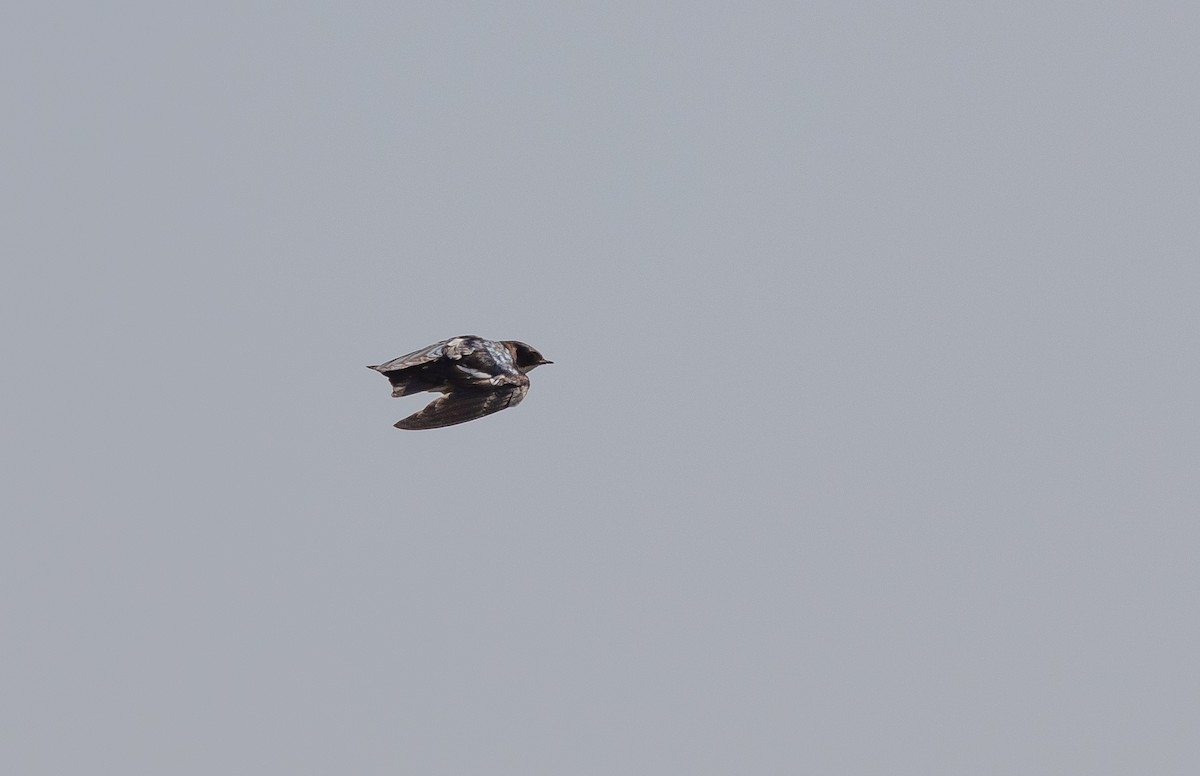 Pied-winged Swallow - ML630157277