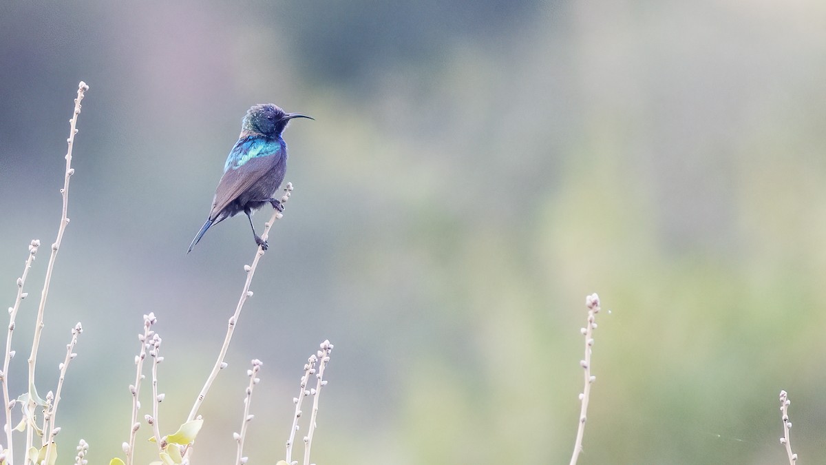 strdimil palestinský - ML630157515