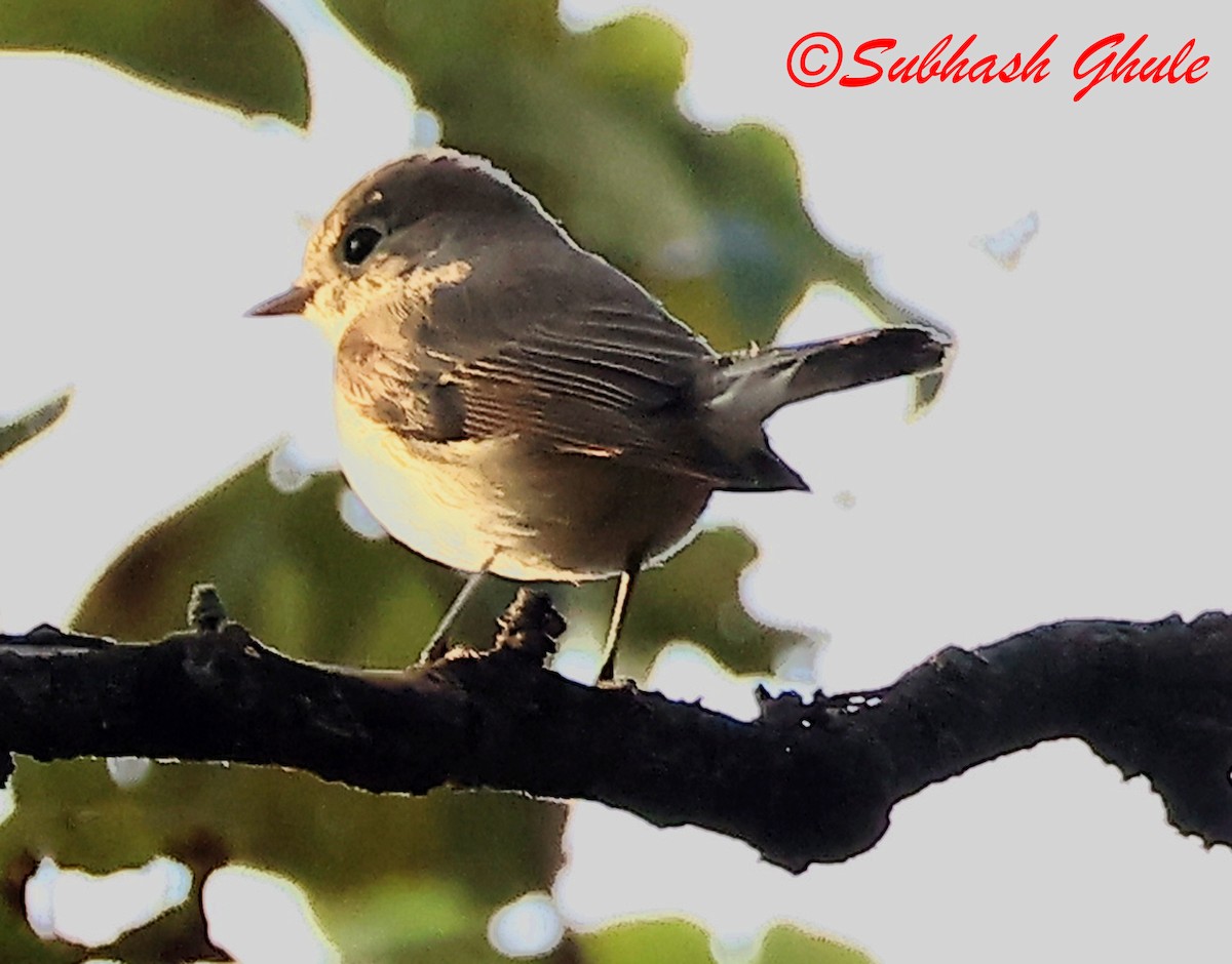 Taiga/Red-breasted Flycatcher - ML630157556