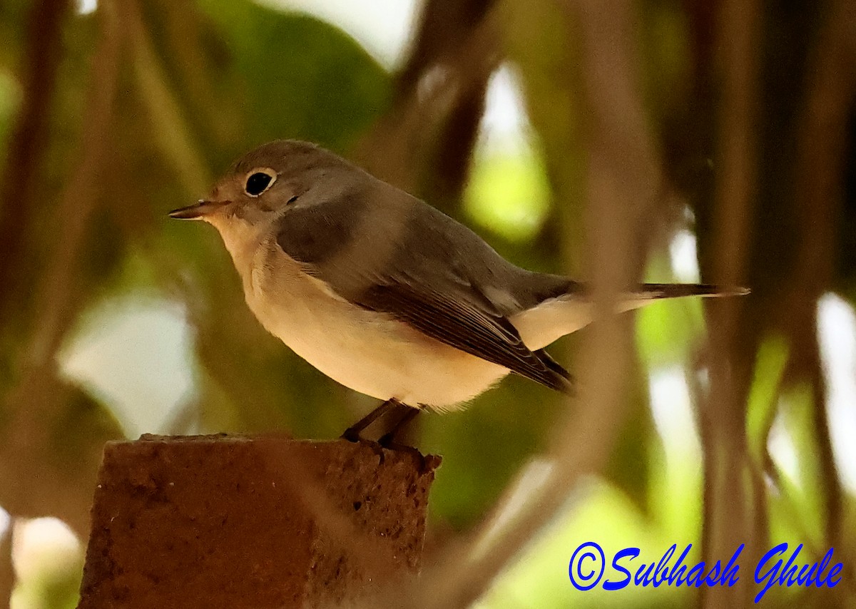Taiga/Red-breasted Flycatcher - ML630157557