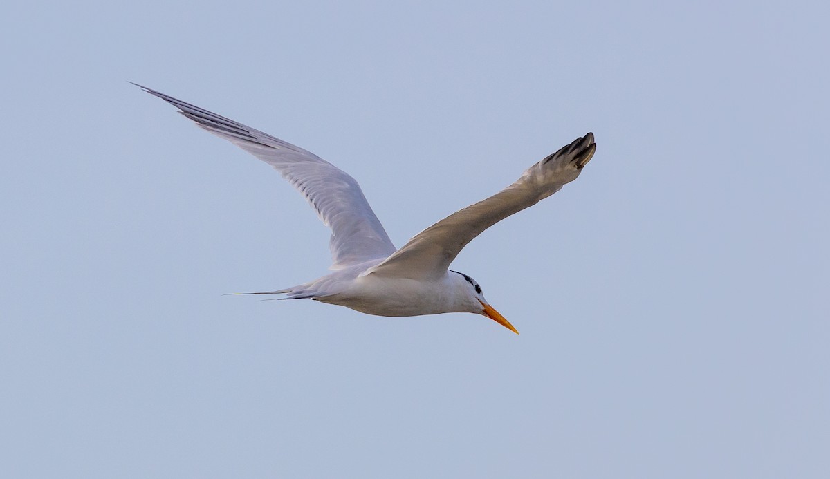 Lesser Crested Tern - ML630157740