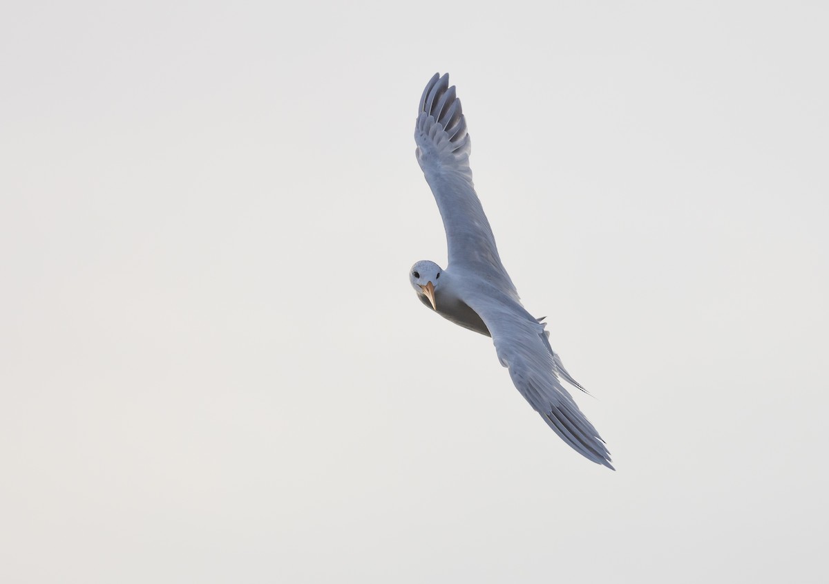 Lesser Crested Tern - ML630157741