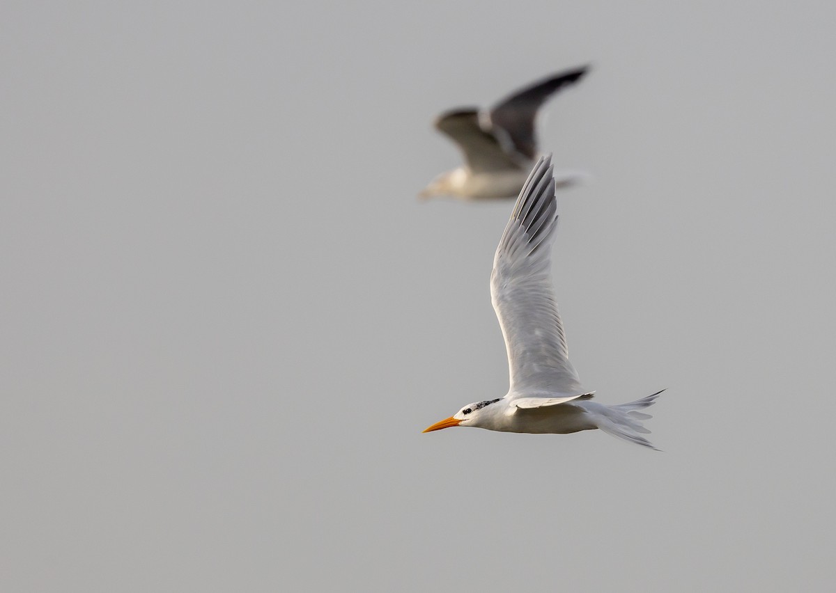 Lesser Crested Tern - ML630157742