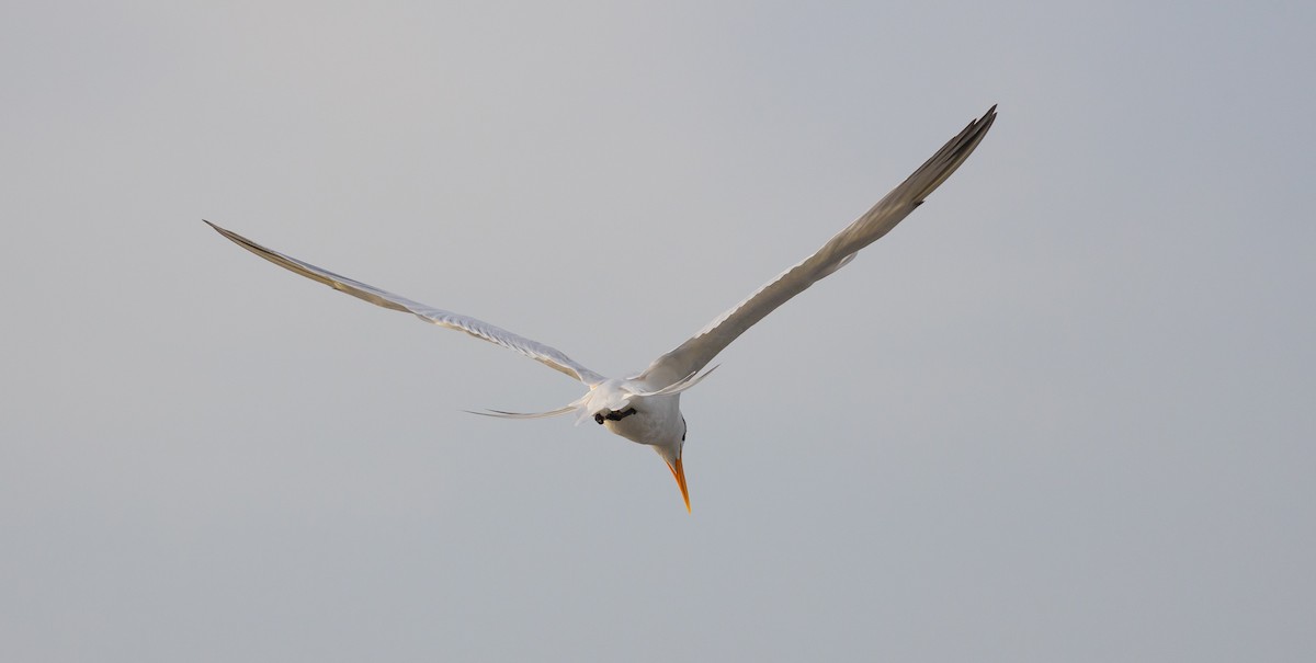 Lesser Crested Tern - ML630157743