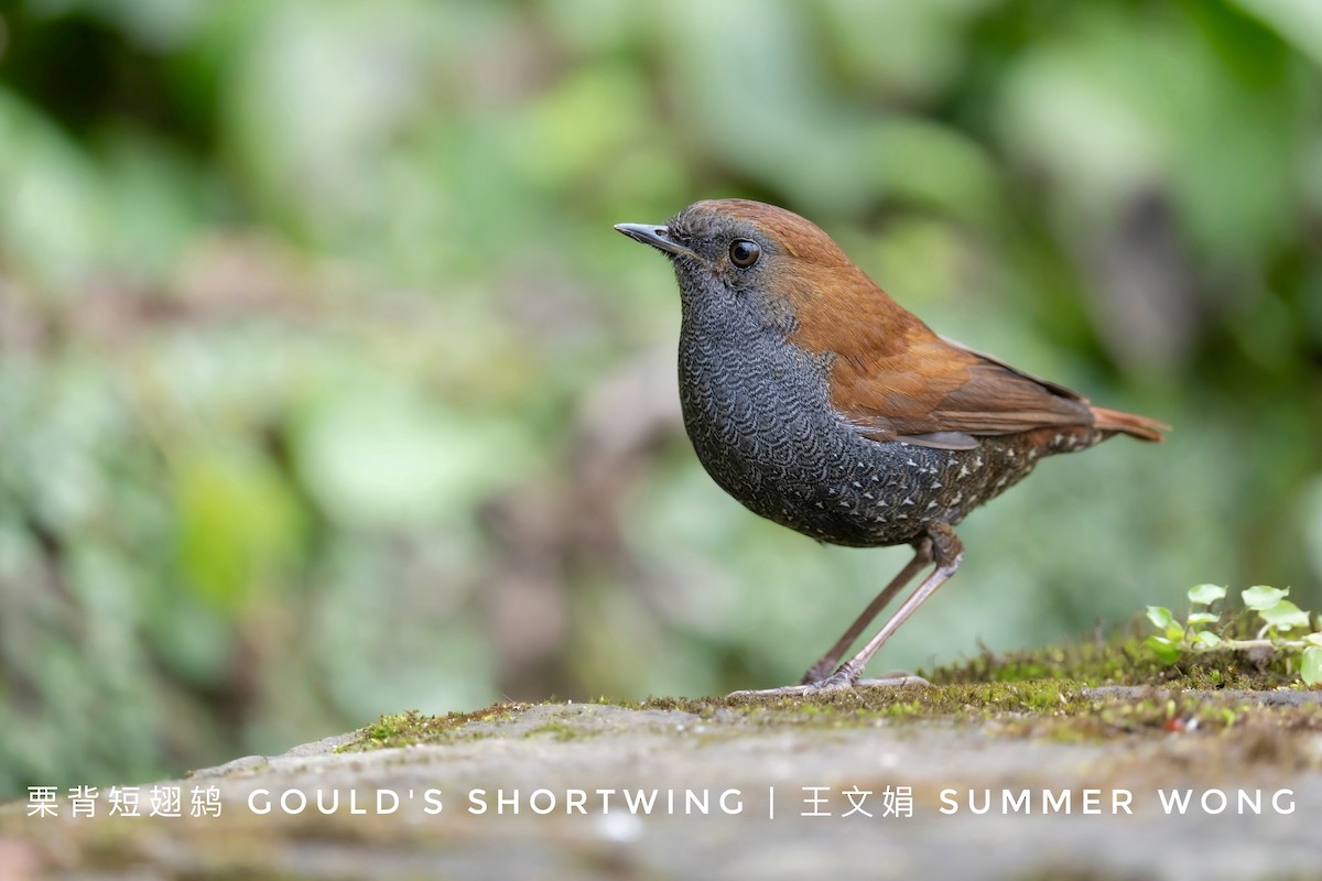 Gould's Shortwing - ML630157766