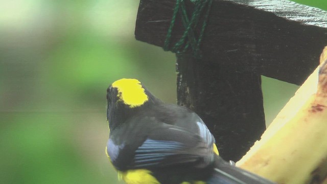 Blue-winged Mountain Tanager - ML630157777
