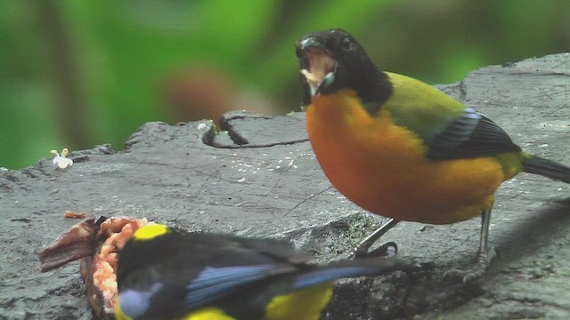 Blue-winged Mountain Tanager - ML630157782