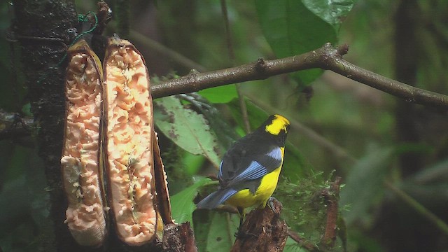 Blue-winged Mountain Tanager - ML630157789