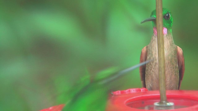 Fawn-breasted Brilliant - ML630157845